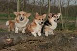 CORGI PEMBROKE 1411